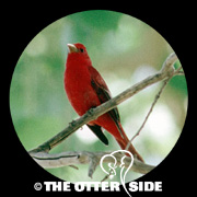 Summer Tanager - Cooper's/Western