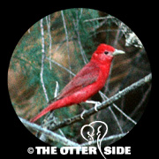 Summer Tanager - Cooper's/Western