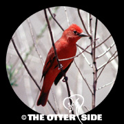 Summer Tanager - Eastern