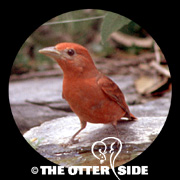 Summer Tanager