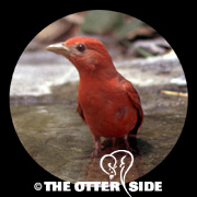 Summer Tanager