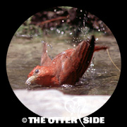Summer Tanager