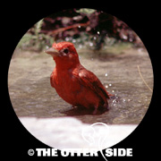 Summer Tanager
