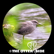 Wandering Tattler