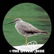 Wandering Tattler