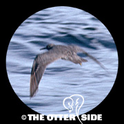 Wandering Tattler