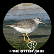 Gray-tailed Tattler
