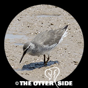 Gray-tailed Tattler