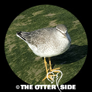Gray-tailed Tattler