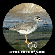 Gray-tailed Tattler