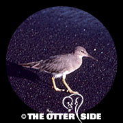 Wandering Tattler