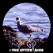 Wandering Tattler
