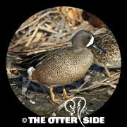 Blue-winged Teal