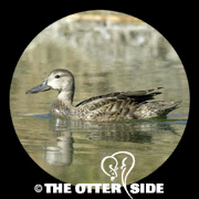 Blue-winged Teal