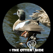 Blue-winged Teal