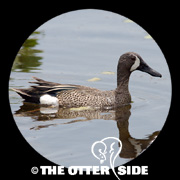 Blue-winged Teal