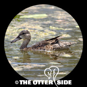 Blue-winged Teal