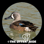 Blue-winged Teal