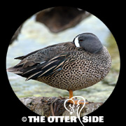 Blue-winged Teal