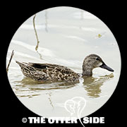 Blue-winged Teal