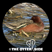 Cinnamon Teal
