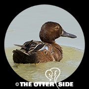 Cinnamon Teal