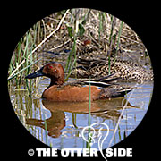 Cinnamon Teal