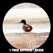 Common Teal