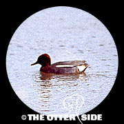 Common Teal