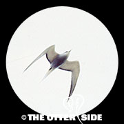 Aleutian Tern