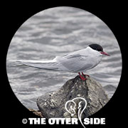 Arctic Tern