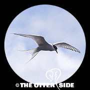 Arctic Tern