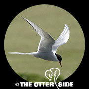 Arctic Tern