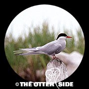 Arctic Tern