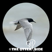 Black Tern