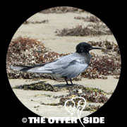 Black Tern