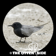 Black Tern