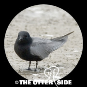 Black Tern