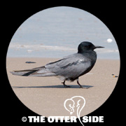 Black Tern