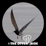 Black Tern