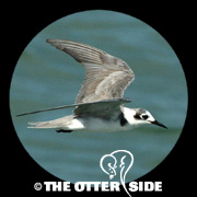 Black Tern