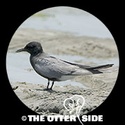 Black Tern