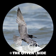 Black Tern