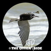 Black Tern