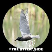 Black Tern