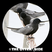 Black Tern