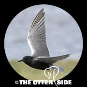 Black Tern