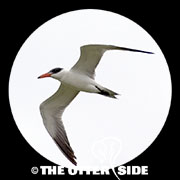 Caspian Tern