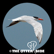 Caspian Tern