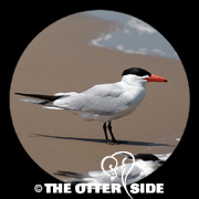 Caspian Tern